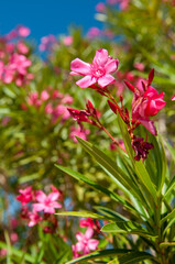 Fototapeta premium pink oleander flowers