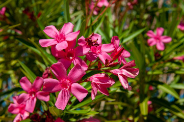 Fototapeta na wymiar pink oleander flowers