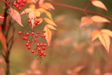 ヨウシュカンボク