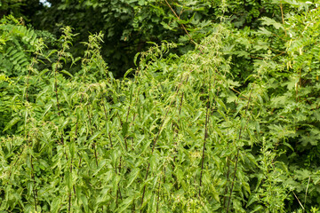 Urtica dioica, common nettle, leaf, or just. stinging nettle or stinger growing in woods. Wild medicinal plants. collection of medicinal herbs in environmentally friendly area.