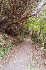 Primeval forest walk from Golden Bay on Stewart Island