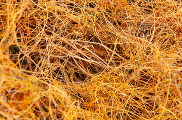 dodder fungus plant