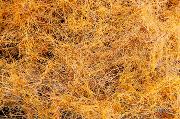 dodder fungus plant