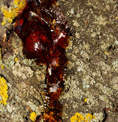Formation of resin from the juice of a cherry tree.The tree was affected by insect parasites.This is how amber turned out.