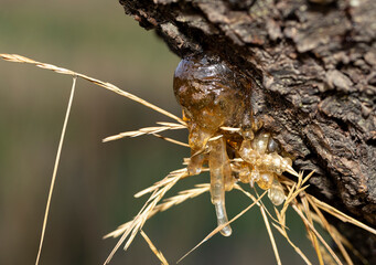 Formation of resin from the juice of a cherry tree.The tree was affected by insect parasites.This is how amber turned out.