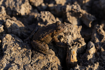 The pool frog (Pelophylax lessonae) is a European frog. The amphibian in the dry lake. Environmental disaster.