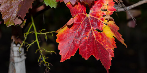 Vine on a black background. Vineyards in the autumn with red foliage. Transition of the vine to wintering. Viticulture. Winemaking.