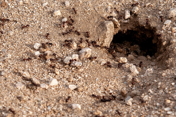 ant hill
