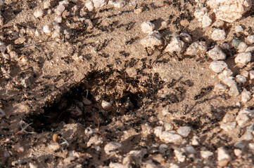 ant hill