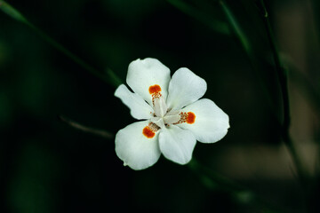 white flower