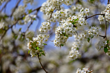 Blooming pear flower, very beautiful
