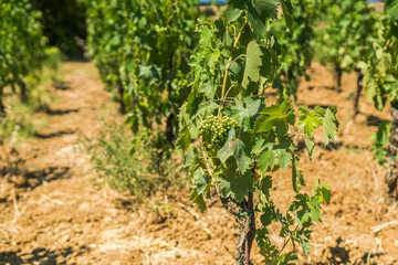 Fototapeta na wymiar Green grapes under the sunlight in summer