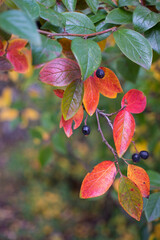 bright autumn background leaves and fruits of chokeberry Bush. High quality photo