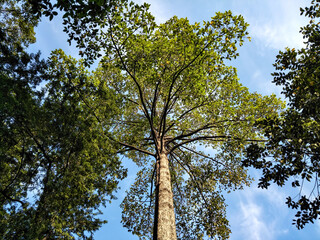 Fototapeta premium Background of group of large trees and have beautiful canopy with clear sky, photographed from bottom to top.