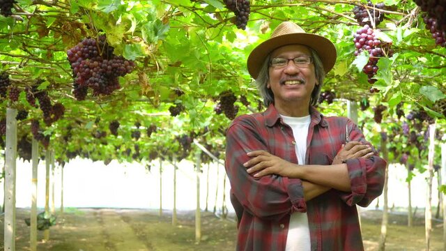 Portrait of Smiling Asian senior man garden owner standing with arms crossed in hanging grapevine garden in sunny day.  Happy elderly male farmer preparing to harvest ripe organic grape at vineyards