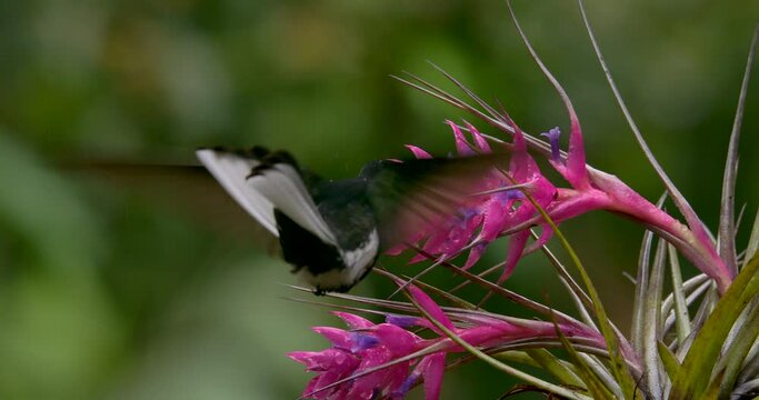 Black jacobin (Florisuga fusca)