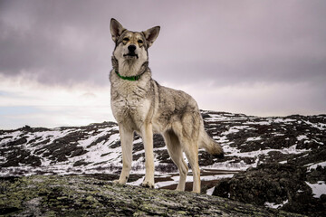wolfhound workingdog