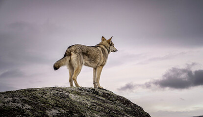 Fototapeta premium wolfhound workingdog