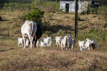 free grazing cattle on a farm with dry vegetation in northeastern Brazil