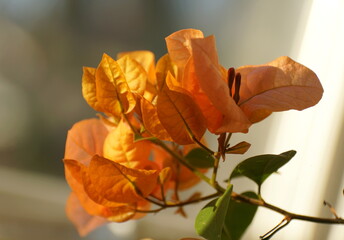 Close up of the orange color of bougainvillea flowers