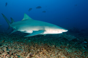 Fototapeta na wymiar Bull shark, Roatan Island, Honduras