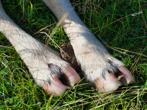 Closeup Shot Of Sheep Hoof On The Green Grass