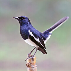 Female Oriental Magpie Robin, the grey and white bird