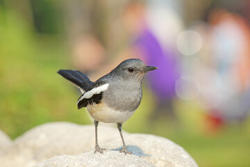 Beautiful black and white bird, female Oriental Magpie Robin