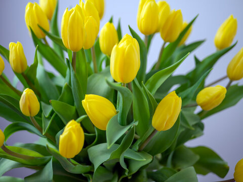 Bouquet yellow tulips on a white background. Valentine Day and Mother Day. copy space for design. holiday concept. Image for desktop and wallpaper