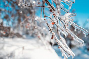 Tree twigs with red berries covered with sparkling snow and ice. Shiny icicles on a tree, blue sky on the background. Cold frosty snowy weather in Winter forest. Natural background with copy space.