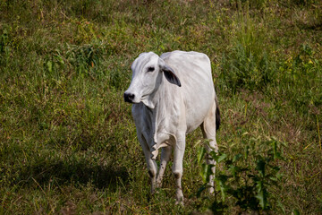 Obraz na płótnie Canvas Cow in the pasture. Typical vegetation of northeastern Brazil.