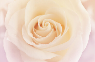 Fototapeta na wymiar Beautiful white rose, closeup view