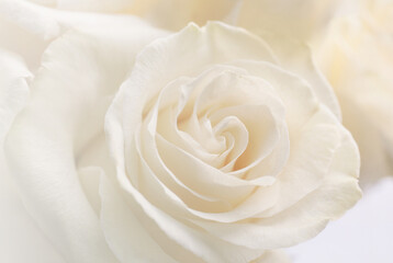 Beautiful white rose, closeup view