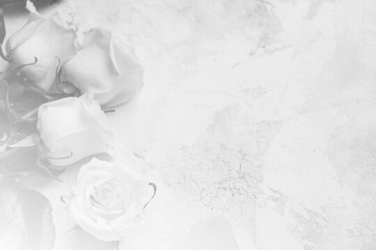 Black and white photo of beautiful roses on light background
