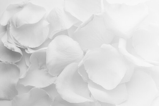 Beautiful white rose petals as background