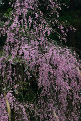 Obraz premium pink cherry blossoms in the garden