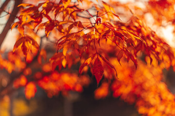 Natural autumn background with red-orange leaves.