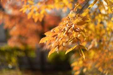Natural autumn background with red-orange leaves.