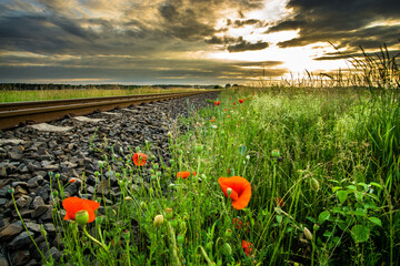 Sonnenuntergang am Gleis mit Mohn