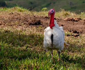 Obraz premium live turkey walking on the grass on a farm