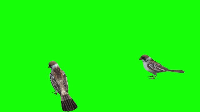 3d animation of two sparrows standing fluttering their winds, flying and communicating with each other.