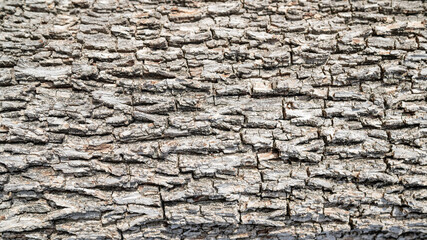 Contrast texture of the pines bark