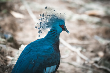 An unusal peacock type bird in Malaysia
