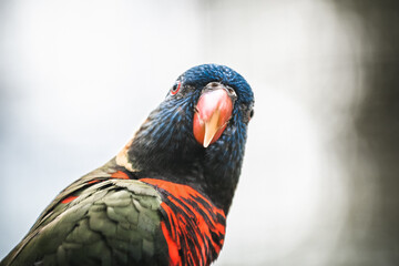 rainbow lorikeet close up
