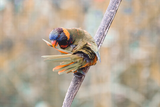rainbow lorikeet parot on a branch