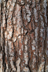 Contrast texture of the pines bark