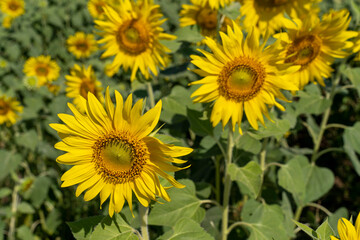 sunflowers garden