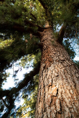 Pine trunk view from the ground