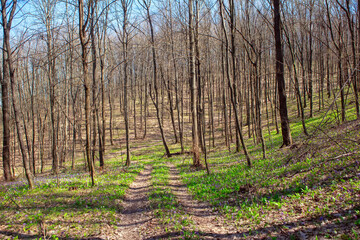 Walking path in the spring forest . Fresh springtime nature 