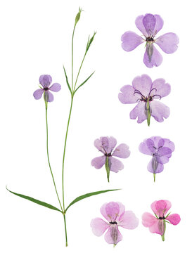 Pressed and dried flowers viscaria. Isolated on white background. For use in scrapbooking, floristry or herbarium